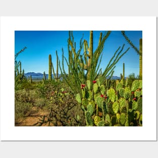 Saguaro National Park Posters and Art